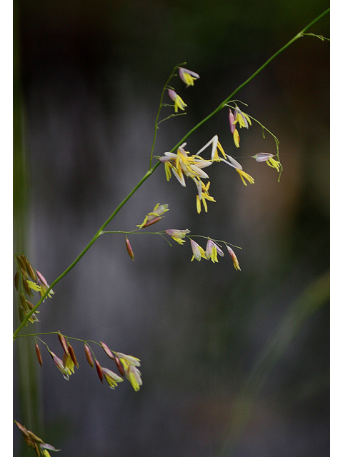 Zizania palustris (Northern wildrice) #60198