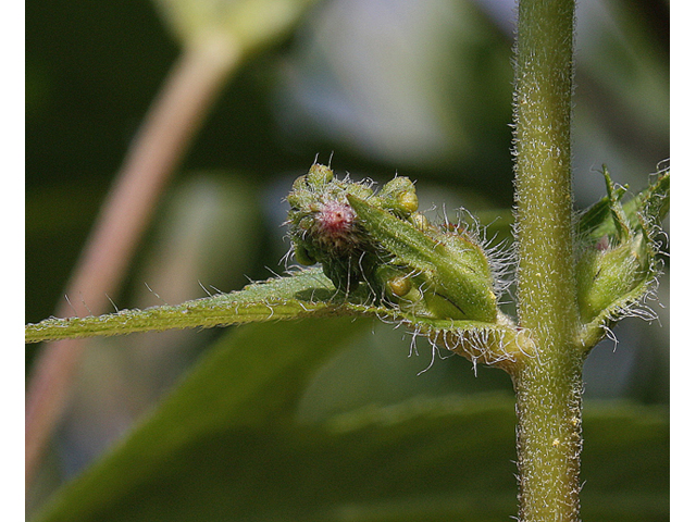 Ambrosia trifida (Great ragweed) #60201