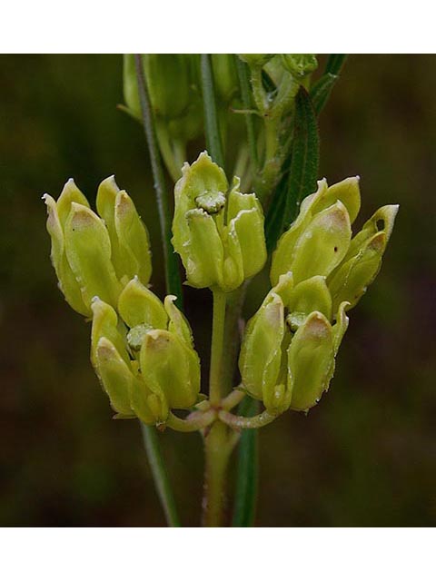 Asclepias pedicellata (Savanna milkweed) #66963
