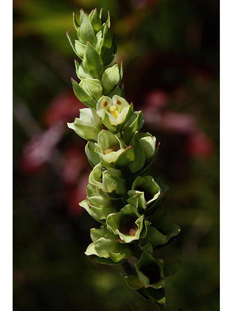 Ludwigia suffruticosa (Shrubby primrose-willow) #66964