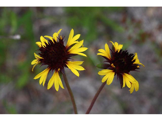 Gaillardia aestivalis (Lanceleaf blanketflower) #66968