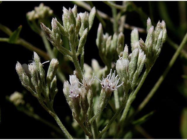 Eupatorium semiserratum (Smallflower thoroughwort ) #66974
