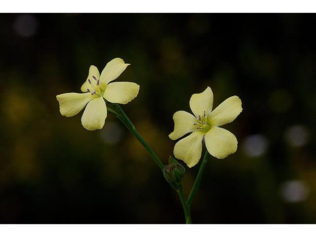 Linum medium (Stiff yellow flax ) #66982