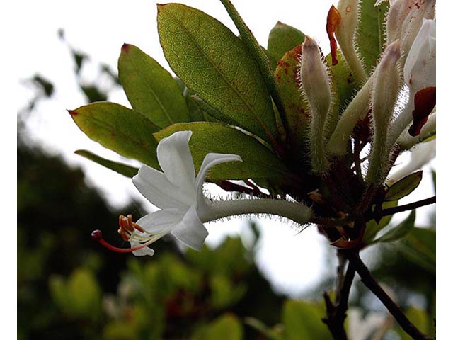 Rhododendron viscosum (Swamp azalea) #66983