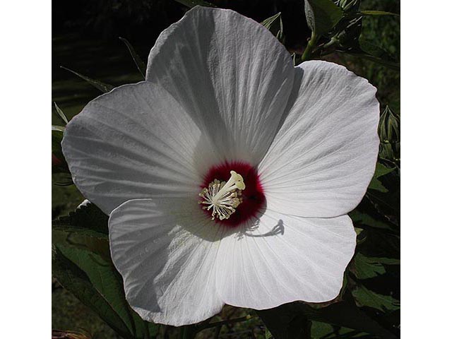 Hibiscus moscheutos (Crimson-eyed rose-mallow) #66991