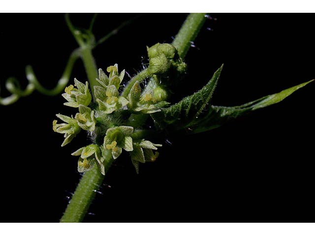 Sicyos angulatus (One-seed burr cucumber) #67001