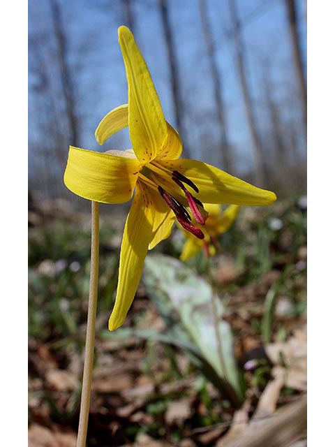 Erythronium americanum (Yellow trout-lily) #67008