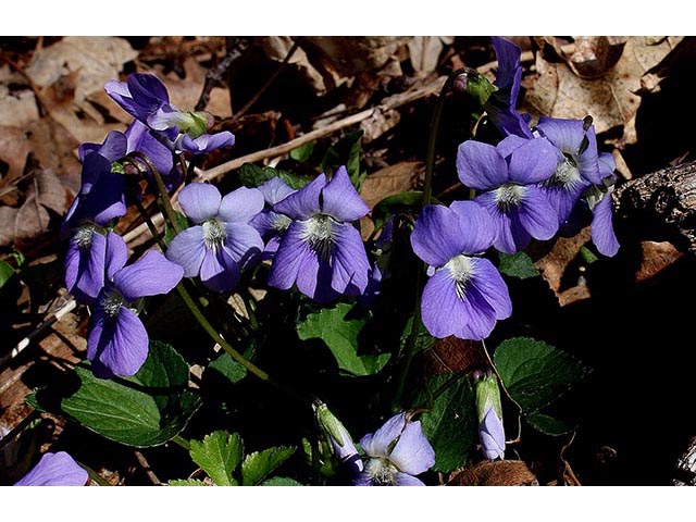 Viola cucullata (Marsh blue violet) #67011