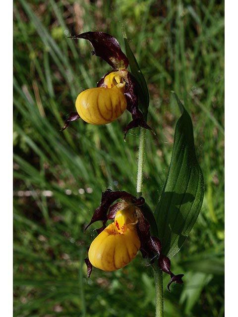 Cypripedium parviflorum (Yellow lady's-slipper orchid) #67026