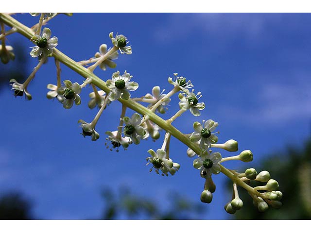 Phytolacca americana (American pokeweed) #67043