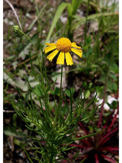 Helenium amarum (Yellow sneezeweed) #67047