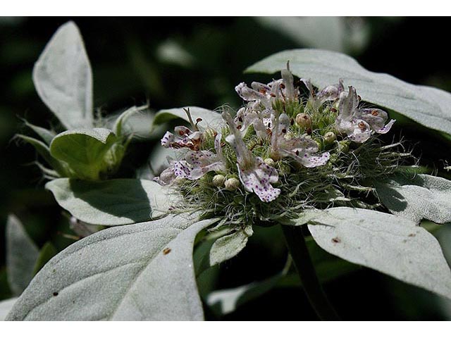 Pycnanthemum incanum (Hoary mountain mint) #67049