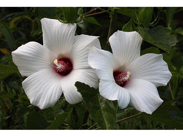 Hibiscus laevis (Halberdleaf rosemallow) #67057