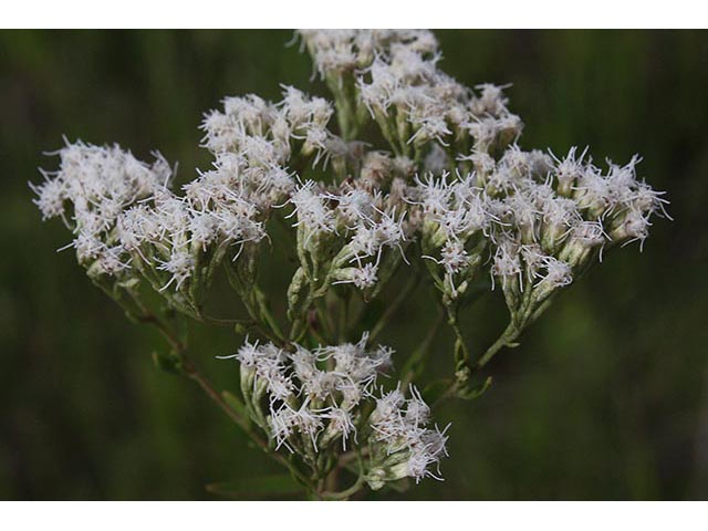 Eupatorium semiserratum (Smallflower thoroughwort ) #67076
