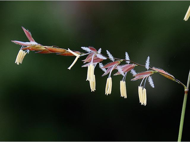 Leersia hexandra (Southern cutgrass ) #67087