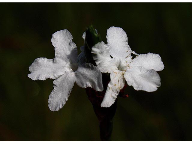 Elytraria caroliniensis (Carolina scalystem) #67096