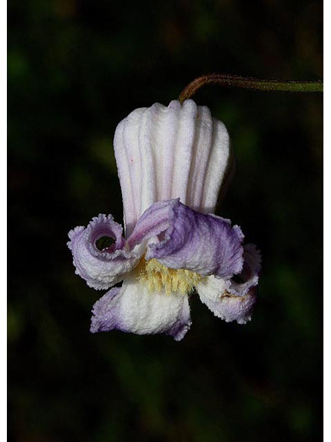 Clematis crispa (Swamp leatherflower) #67100