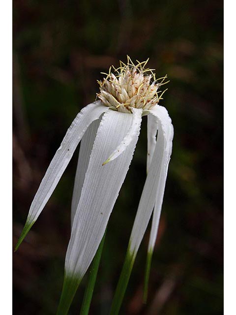 Rhynchospora colorata (Whitetop sedge) #67110