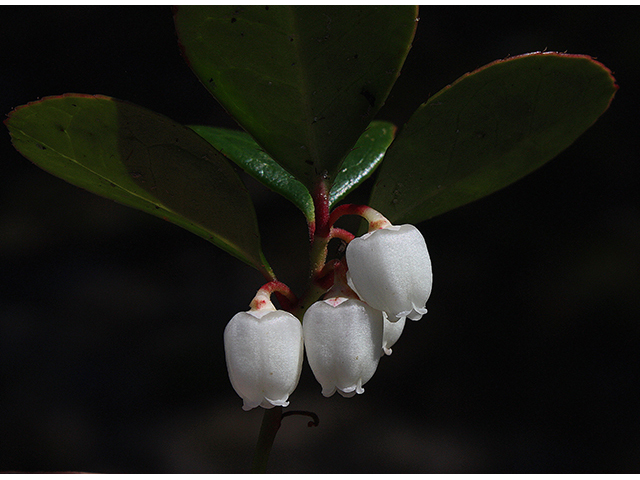Gaultheria procumbens (Eastern teaberry) #88353