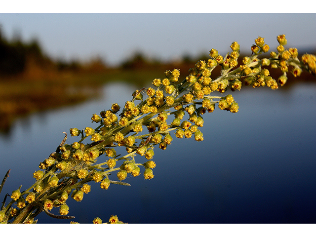 Artemisia campestris (Field sagewort) #88354