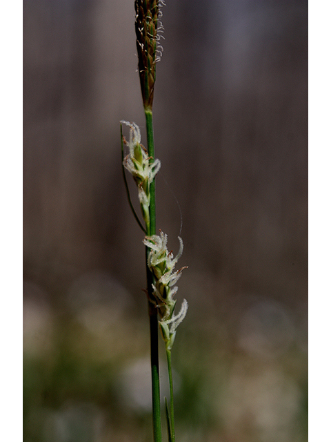Carex pedunculata (Longstalk sedge) #88368
