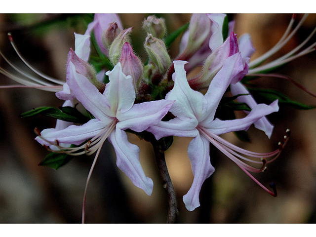 Rhododendron periclymenoides (Pink azalea) #88373