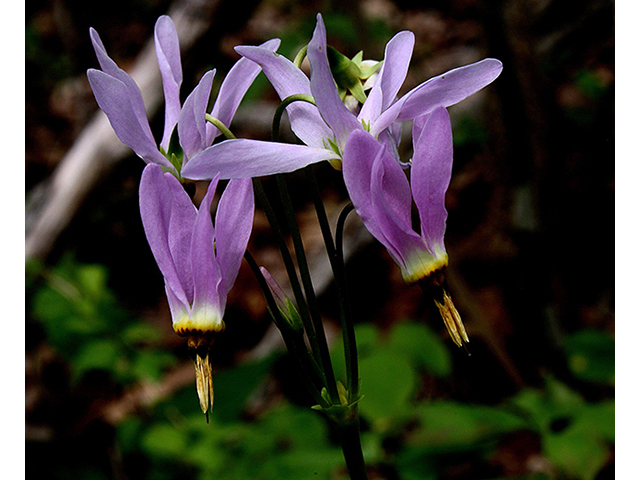 Dodecatheon meadia (Eastern shooting star) #88399