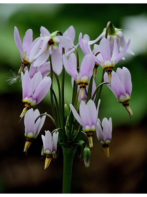 Dodecatheon meadia (Eastern shooting star) #88401