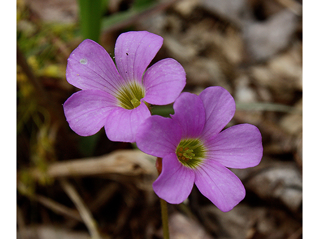 Oxalis violacea (Violet woodsorrel) #88402