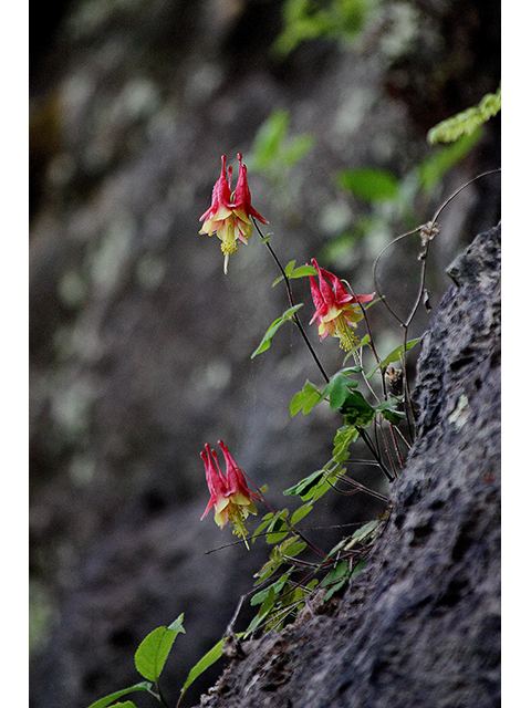 Aquilegia canadensis (Eastern red columbine) #88404