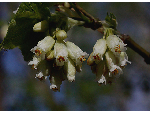 Staphylea trifolia (American bladdernut) #88406