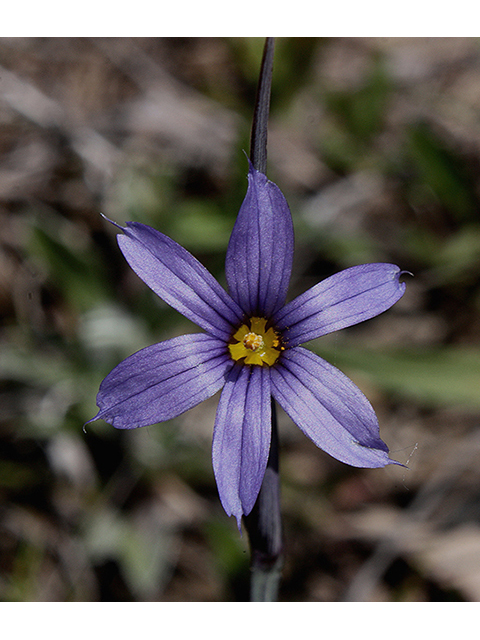 Sisyrinchium montanum (Strict blue-eyed grass) #88410