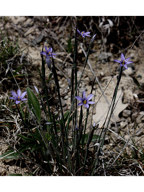 Sisyrinchium montanum (Strict blue-eyed grass) #88413