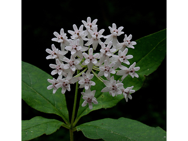 Asclepias quadrifolia (Fourleaf milkweed) #88423