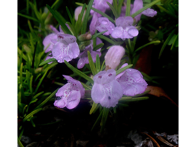 Conradina verticillata (Cumberland false rosemary) #88428