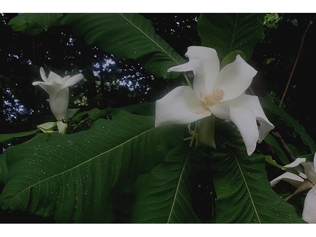 Magnolia macrophylla (Bigleaf magnolia) #88429