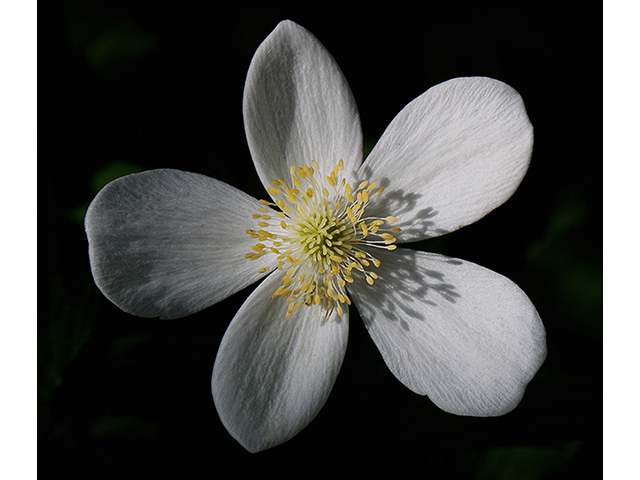 Anemone canadensis (Canadian anemone) #88439