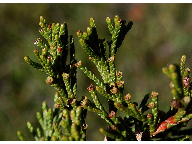 Juniperus horizontalis (Creeping juniper) #88440