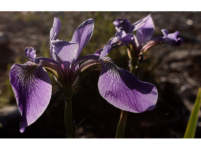 Iris versicolor (Harlequin blueflag) #88462