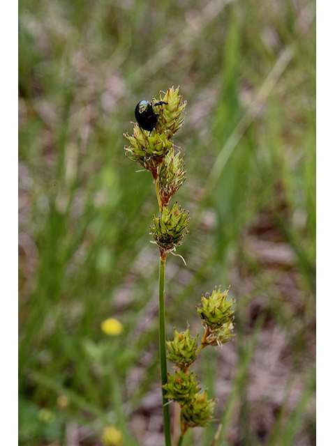Carex brevior (Shortbeak sedge) #88468