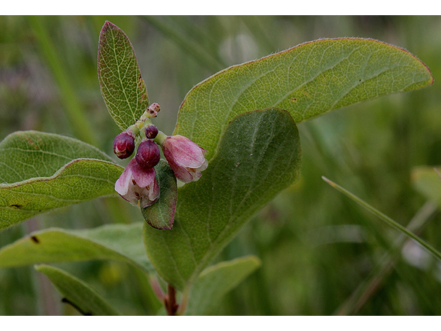 Symphoricarpos albus (Common snowberry) #88469