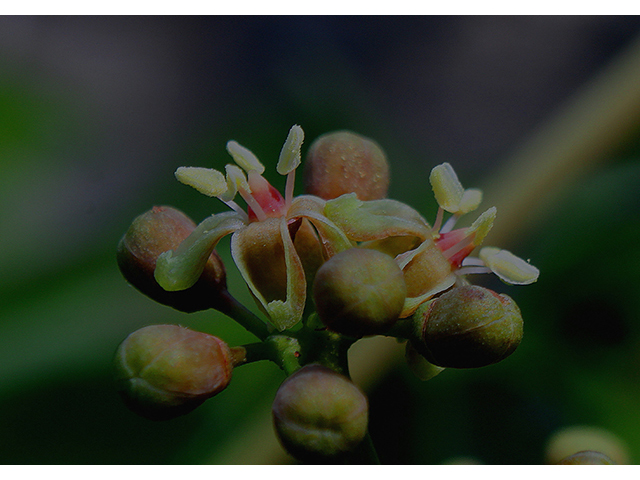 Parthenocissus quinquefolia (Virginia creeper) #88471