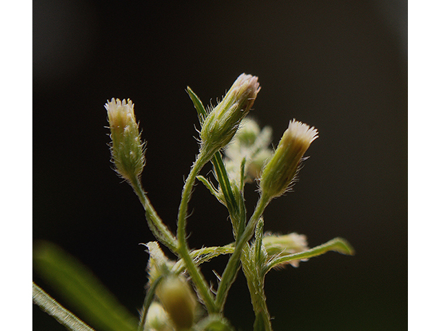 Conyza ramosissima (Dwarf horseweed) #88475