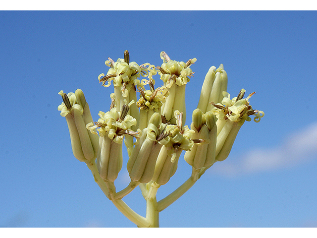 Arnoglossum atriplicifolium (Pale indian plantain) #88493