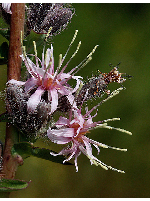 Prenanthes racemosa (Purple rattlesnakeroot) #88503