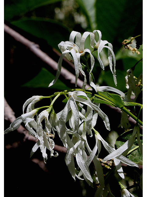 Chionanthus virginicus (White fringetree) #88535
