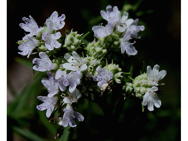 Pycnanthemum tenuifolium (Narrowleaf mountain mint) #88544