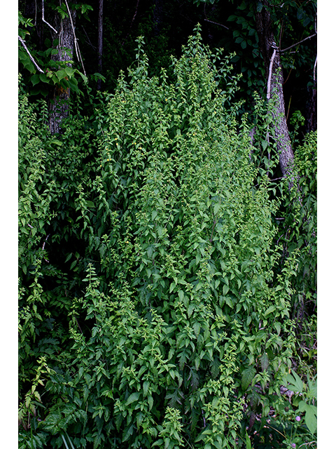 Dasistoma macrophylla (Mullein foxglove) #88548