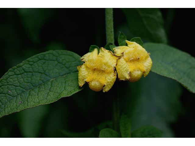 Dasistoma macrophylla (Mullein foxglove) #88549