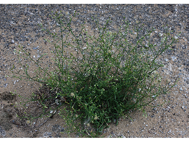 Conyza ramosissima (Dwarf horseweed) #88556